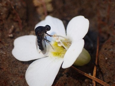 A small fly on a white flower.