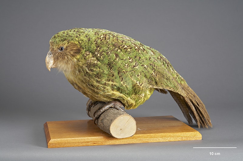 A taxidermied green bird on a small wooden plinth.