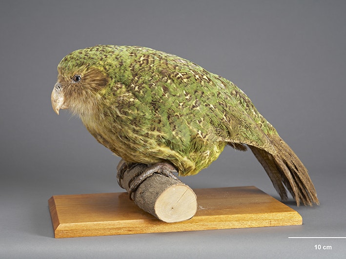 Strigops habroptila, collected February 1961, Cleddau Valley, Fiordland, New Zealand. Gift of Wildlife Branch, 1961. CC BY 4.0. Te Papa (OR.009487) A taxidermied green bird on a small wooden plinth.